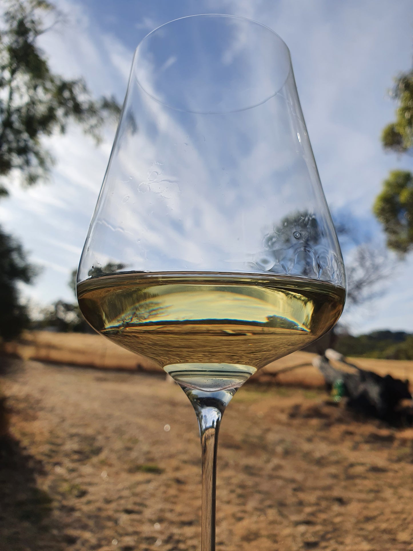 Chardonnay
