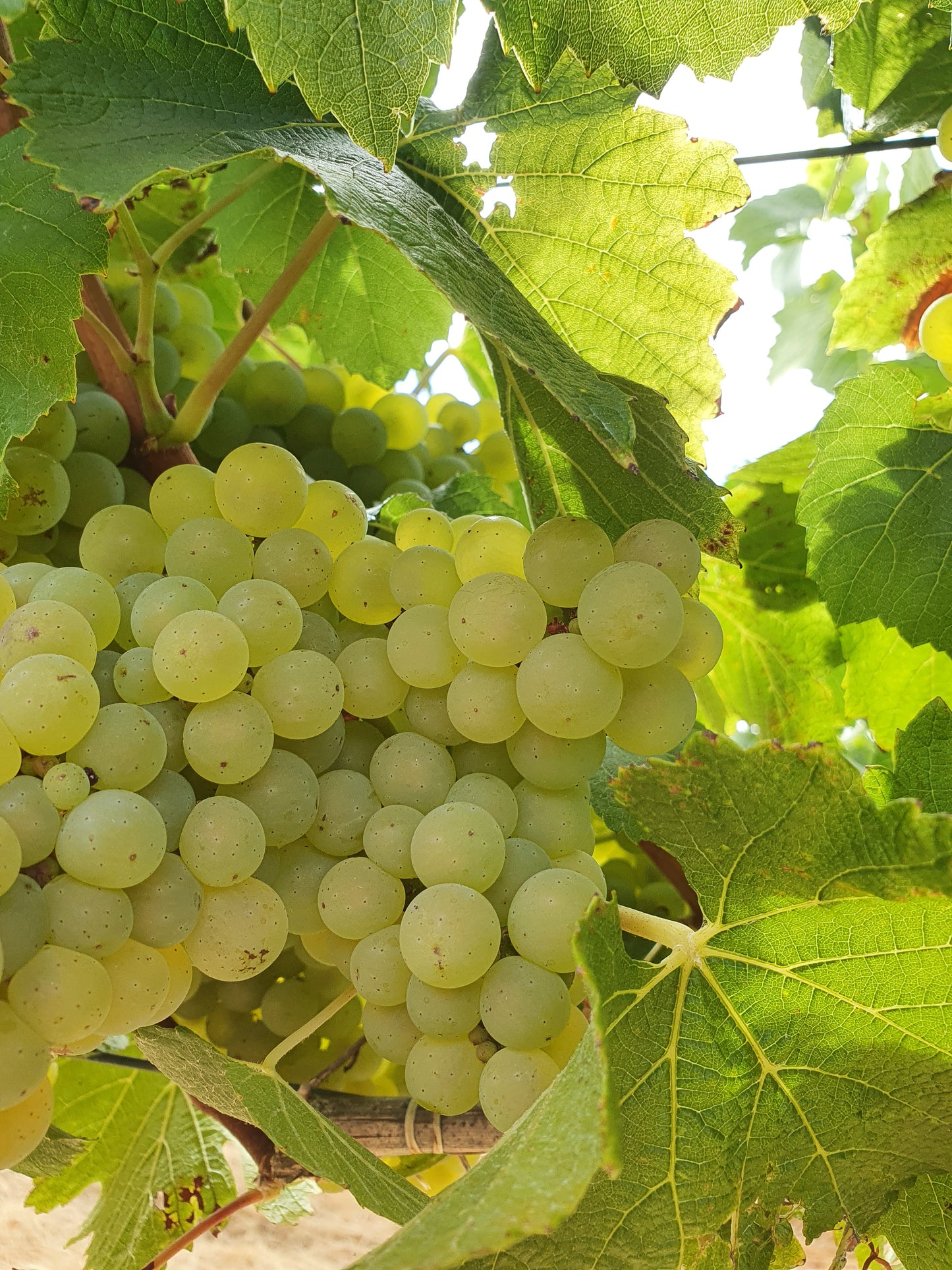 Chardonnay